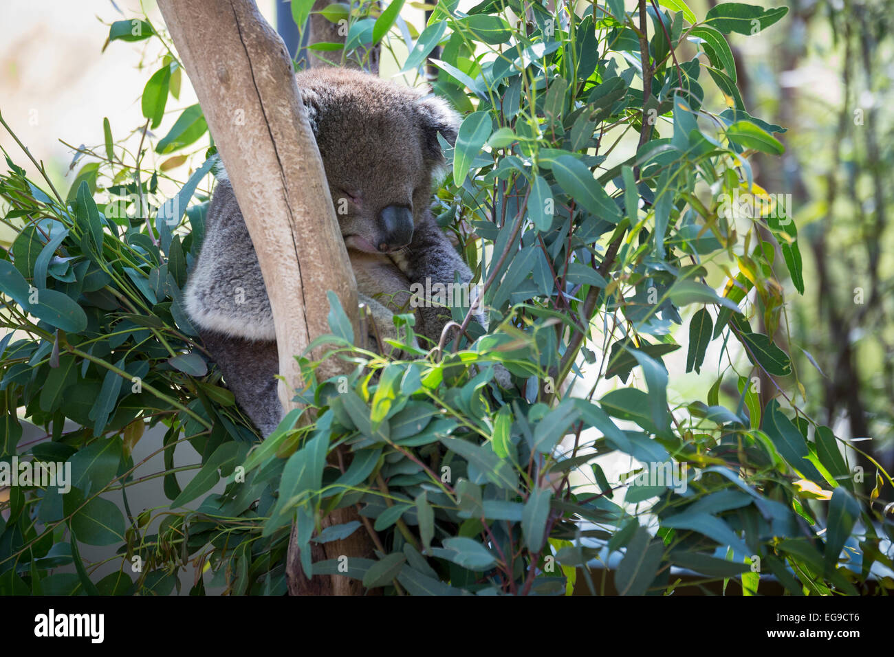Schlafender Koalabär Stockfoto