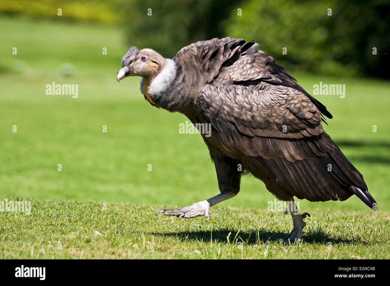 Andenkondor (Vultur Kondor) Stockfoto