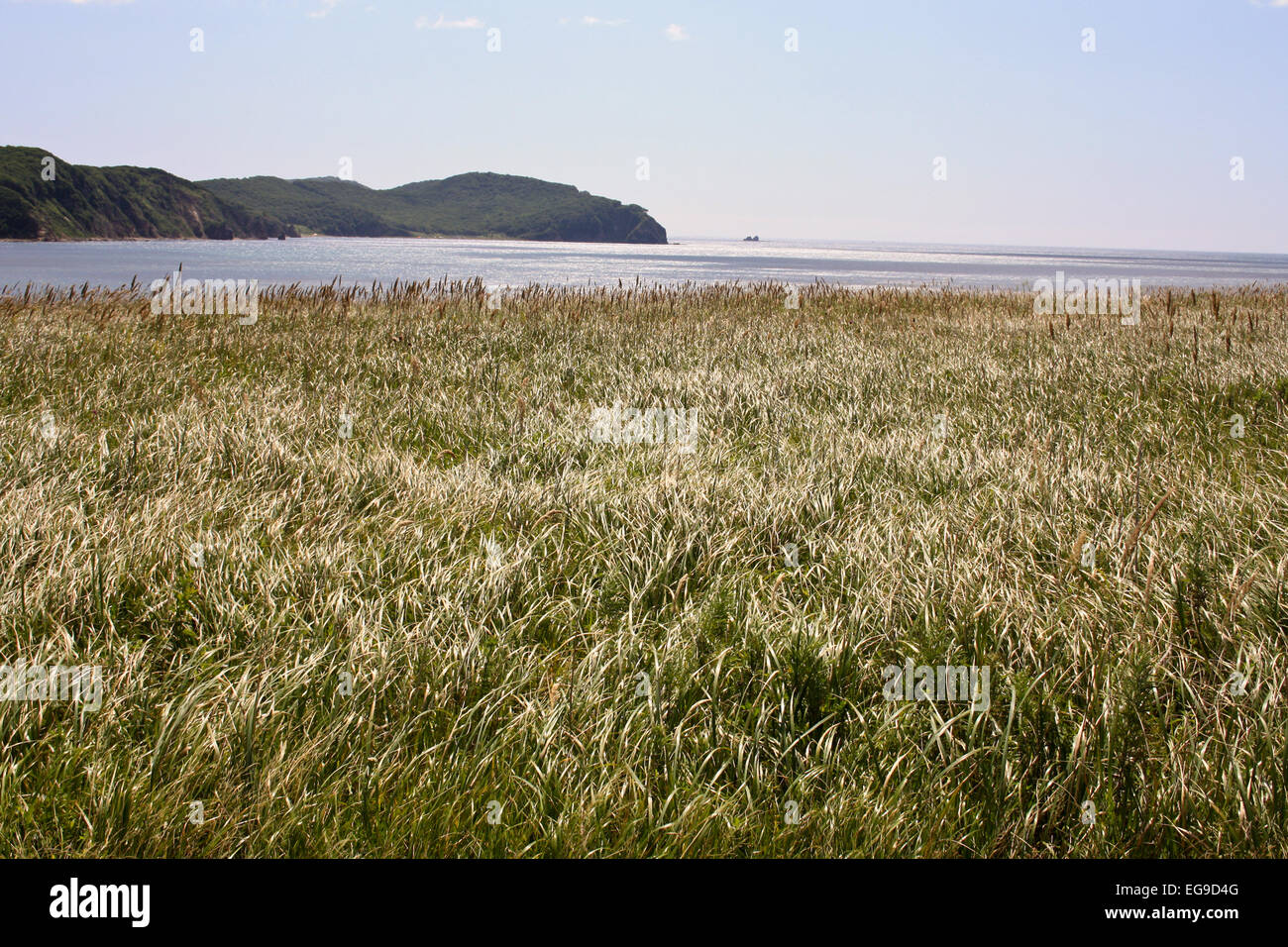 Wellen ein Gras sind ähnlich wie Meereswellen Stockfoto