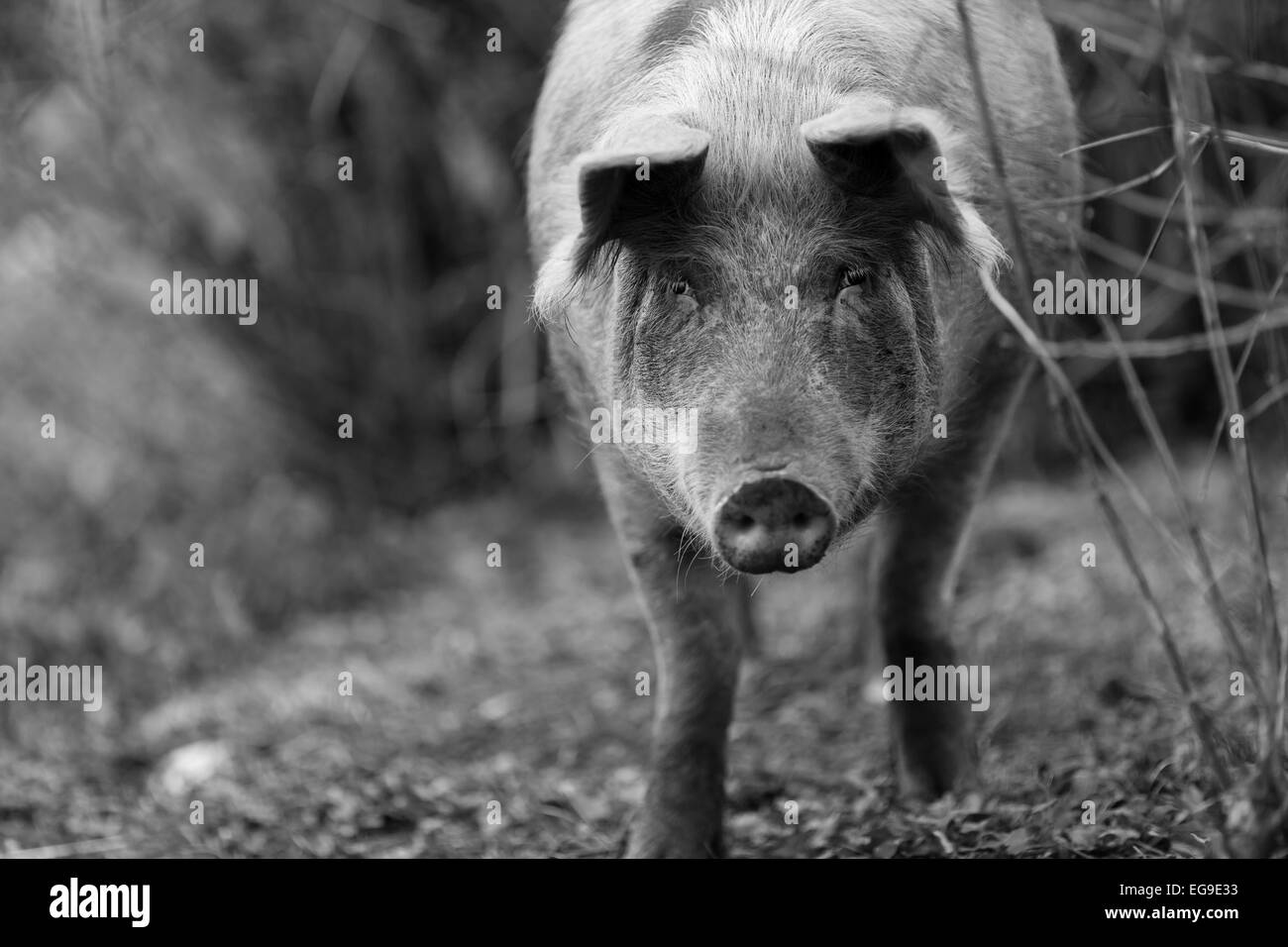 Schwarz-weiß Foto von einem Schwein, in die Kamera starrt Stockfoto