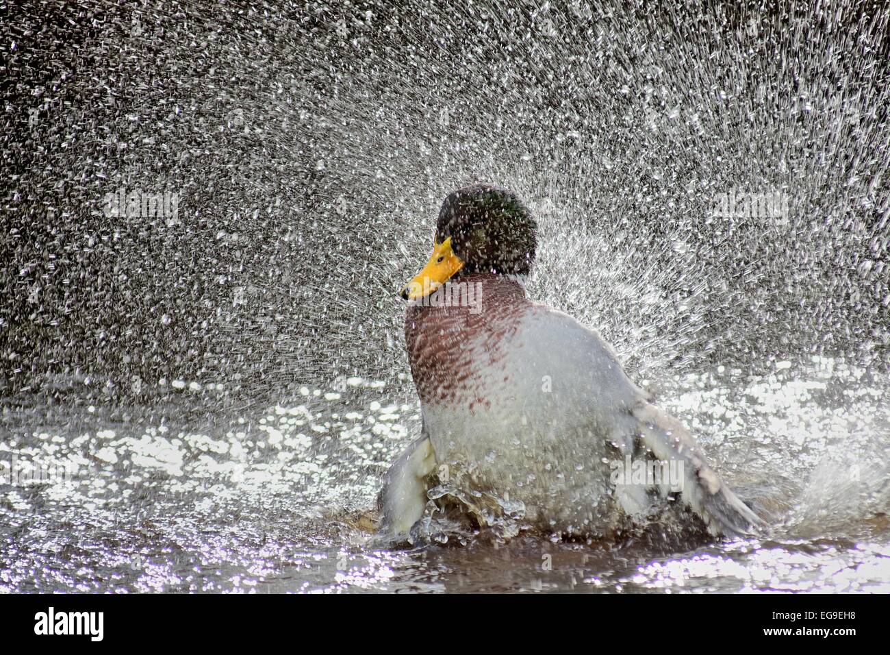 Männliche Ente planschen im See, Deutschland Stockfoto