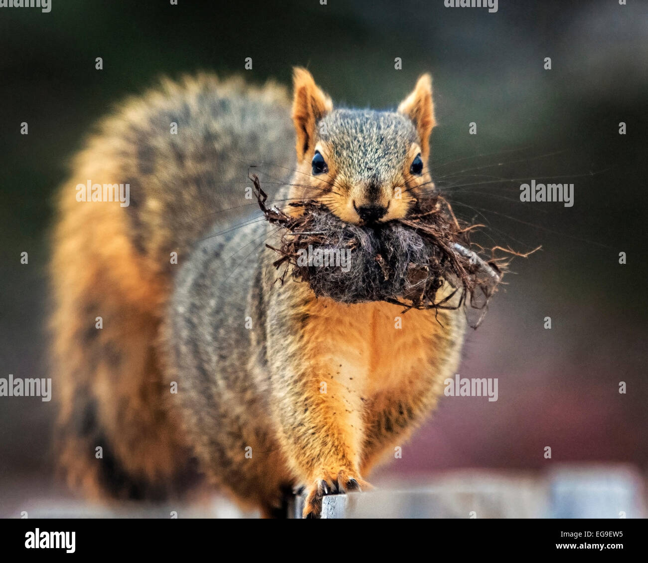 Nahaufnahme des Eichhörnchens mit Wurzeln im Mund Stockfoto
