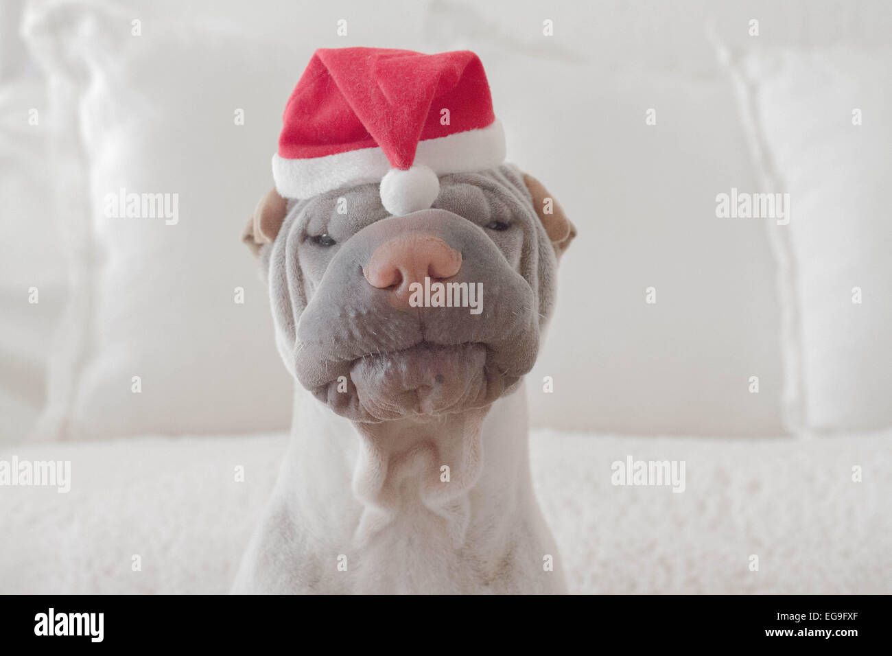Porträt von Shar-pei Hund trägt Weihnachtsmütze Stockfoto
