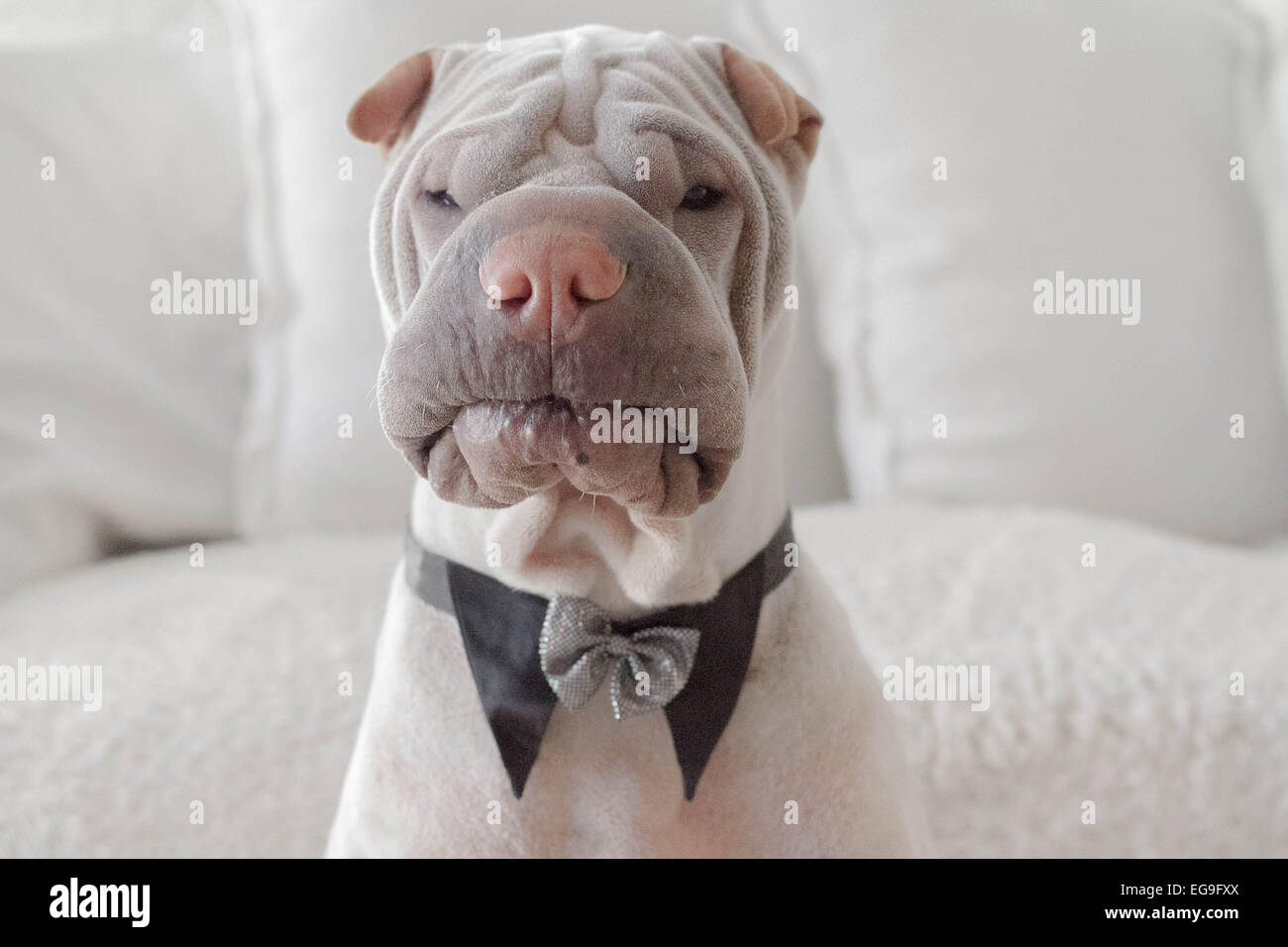 Shar-pei in Fliege Stockfoto