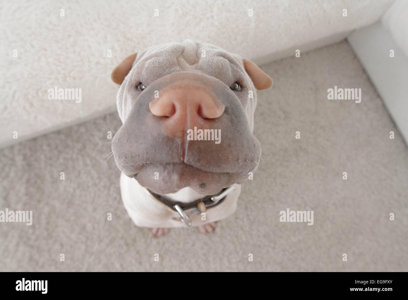 Shar-pei Essen warten Stockfoto