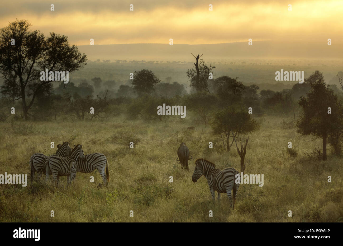 Nebliger Morgen mit Zebras und Gnus, Kruger Nationalpark, Südafrika Stockfoto