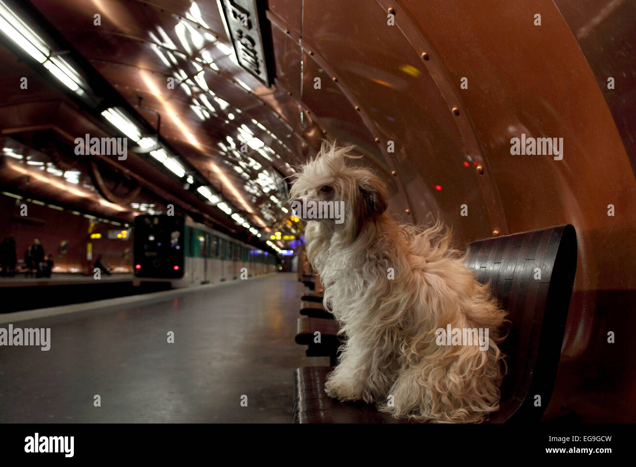 Frankreich, Paris, Chinese crested Hund sitzen auf Bank in u-Bahn Stockfoto