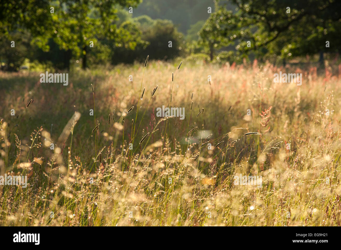 Mitte des Sommers auf einer englischen Wiese mit hohen Gräsern Glühen in der weiche am Nachmittag Sonne. Stockfoto