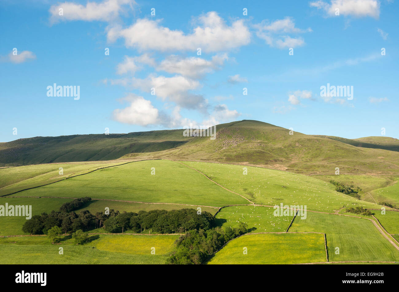 Grüne Sommer Felder an den Hängen unterhalb Kinder Scout in der Nähe von Hayfield in Derbyshire. Stockfoto