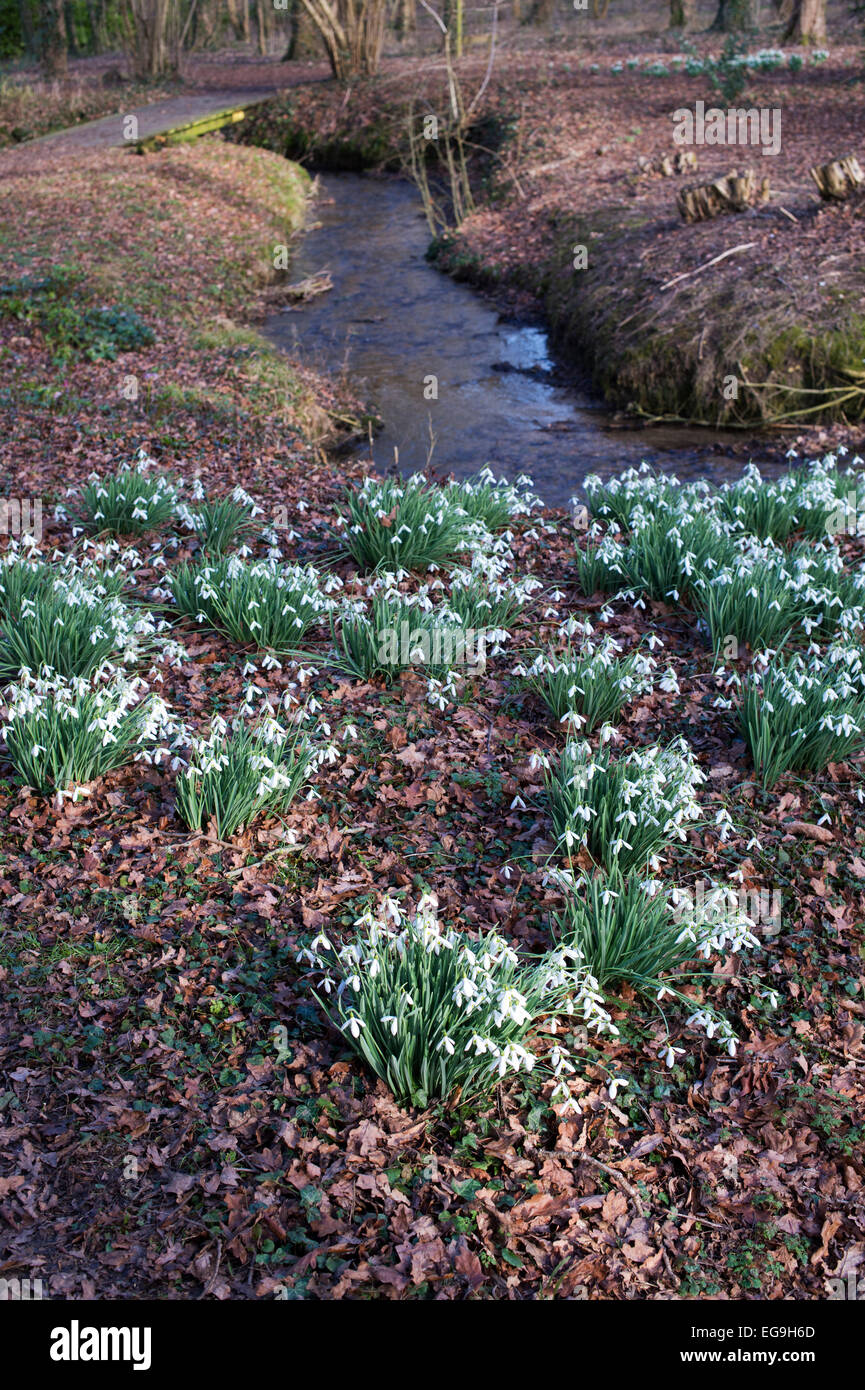 Schneeglöckchen und Stream im Winter bei Evenley Holz Gärten. Evenley Holz Garten, Evenley, Northamptonshire, England Stockfoto