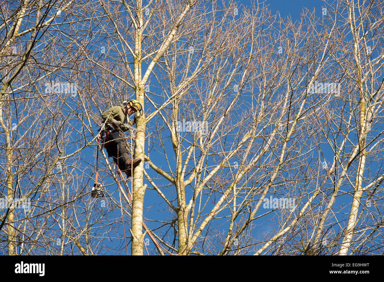 Baumpfleger Abholzen Pappeln in bewirtschafteten Wäldern. UK Stockfoto