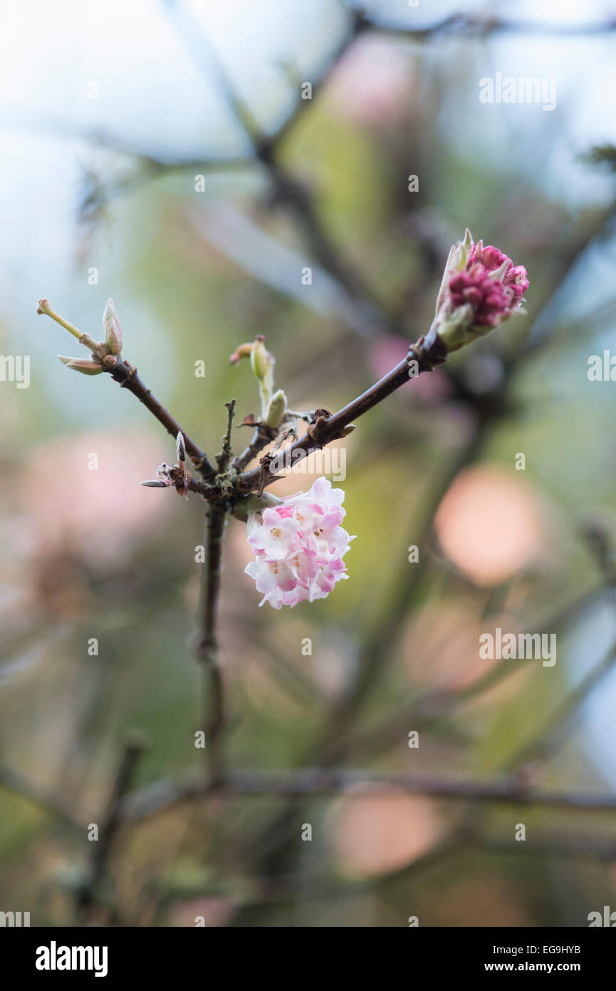 Viburnum Bodnantense Charles Lamont. Arrowwood 'Charles Lamont' blüht im Winter. UK Stockfoto