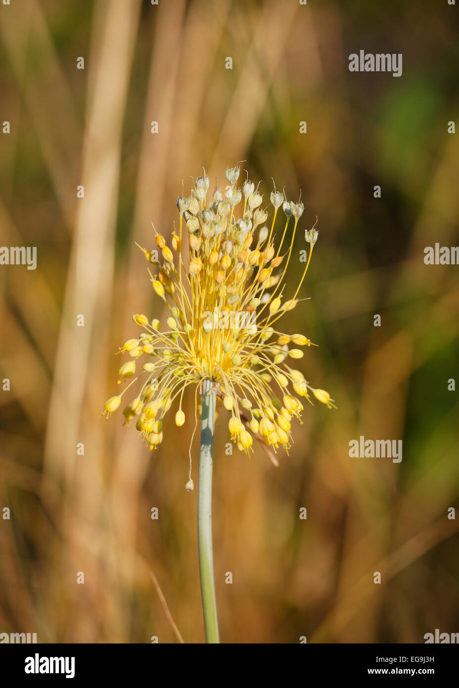 Kleine gelbe Zwiebel (Allium Flavum), nördliche Burgenland, Burgenland, Österreich Stockfoto