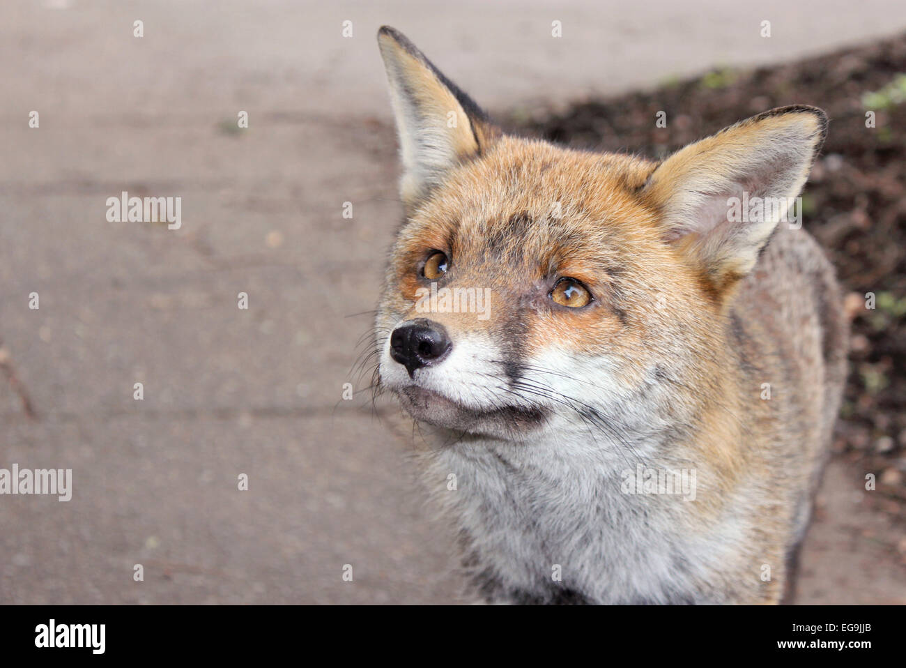 Rotfuchs Urban, London UK Stockfoto