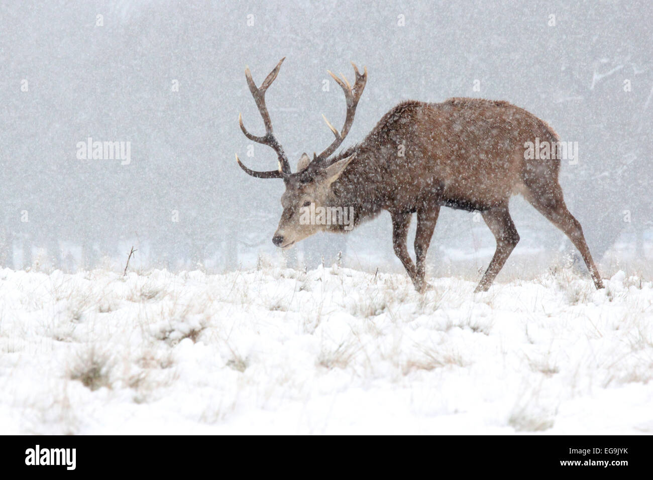 Rotwild-Hirsch im Schnee in Richmond Park, London Stockfoto