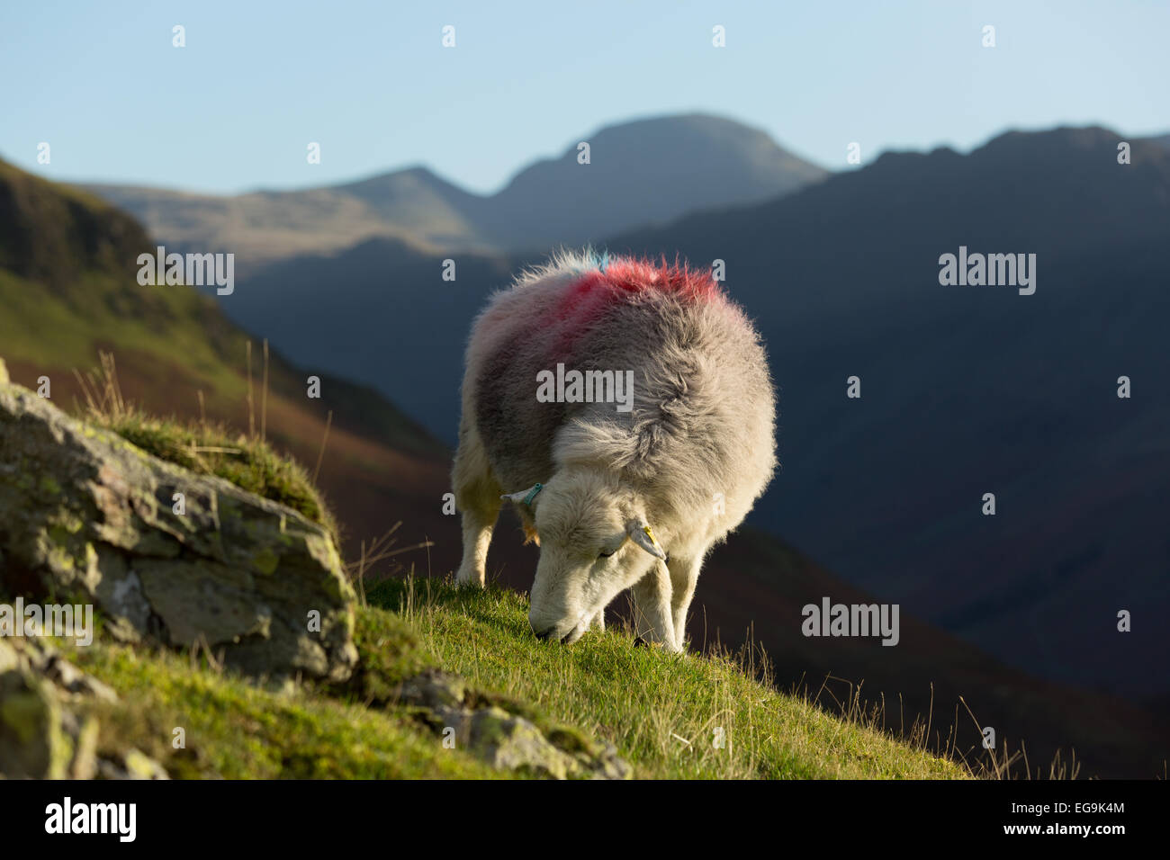 In Buttermere Tal mit großen Giebel und Heuhaufen hinter Herdwick Schafe weiden Stockfoto