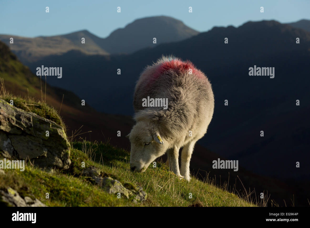 Herdwick Weiden oberhalb Buttermere, große Giebel über Seenplatte Stockfoto