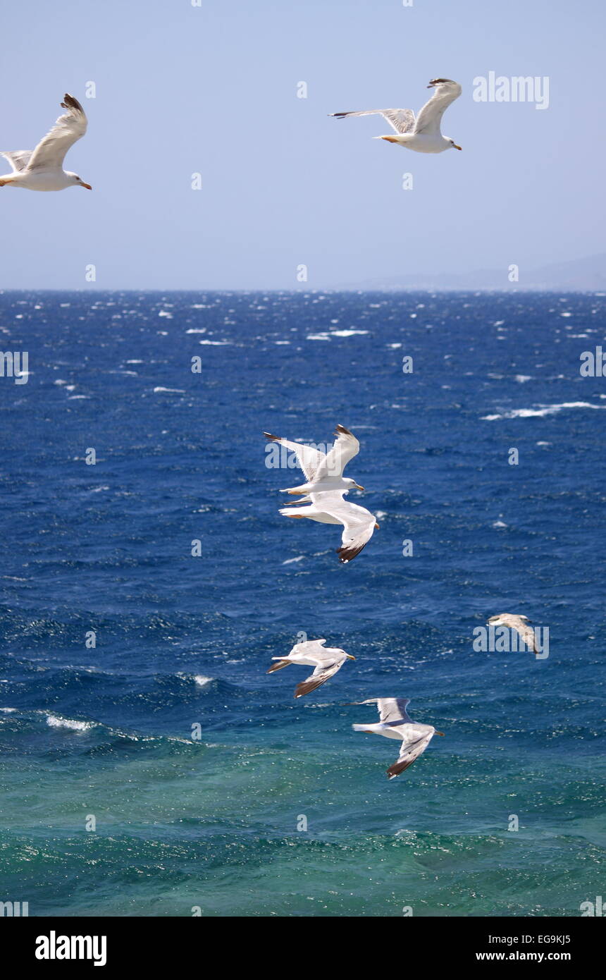 Viele fliegende Möwen an der Meeresküste Stockfoto