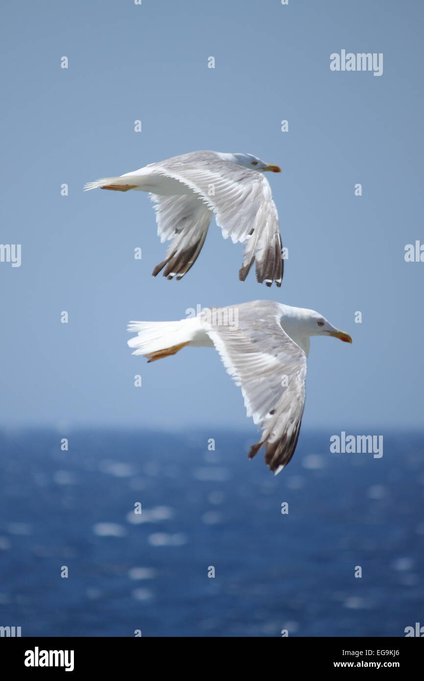 Zwei fliegende Möwen an der Meeresküste Stockfoto