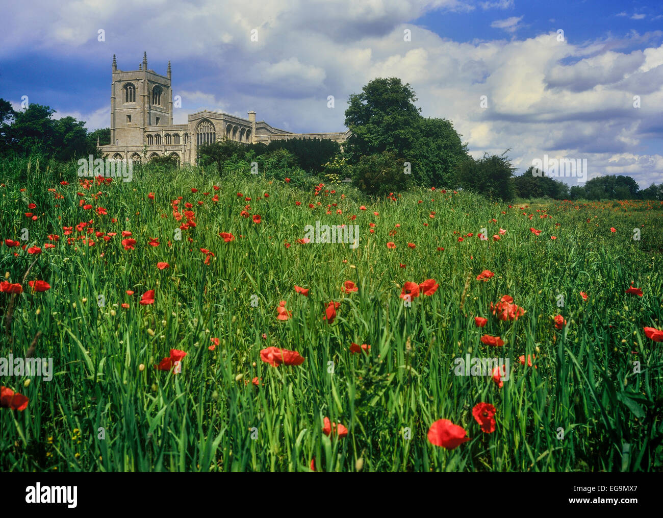 Mohn Field von Holy Trinity Collegiate Church, Tattershall, Lincoln, England, Großbritannien Stockfoto