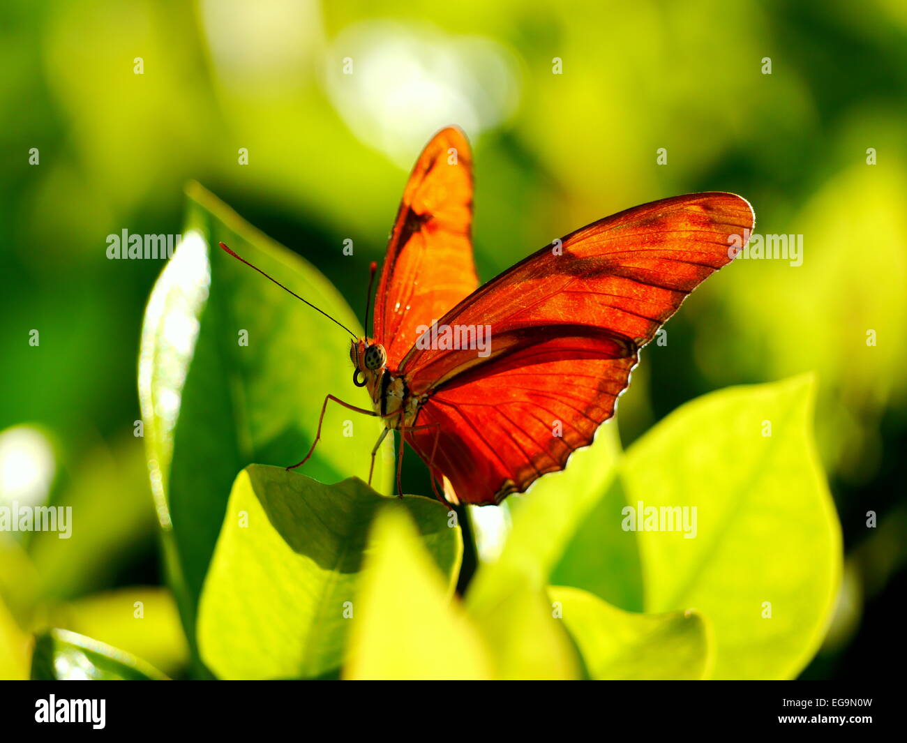 Roter Schmetterling sitzt auf einem grünen Blatt Stockfoto
