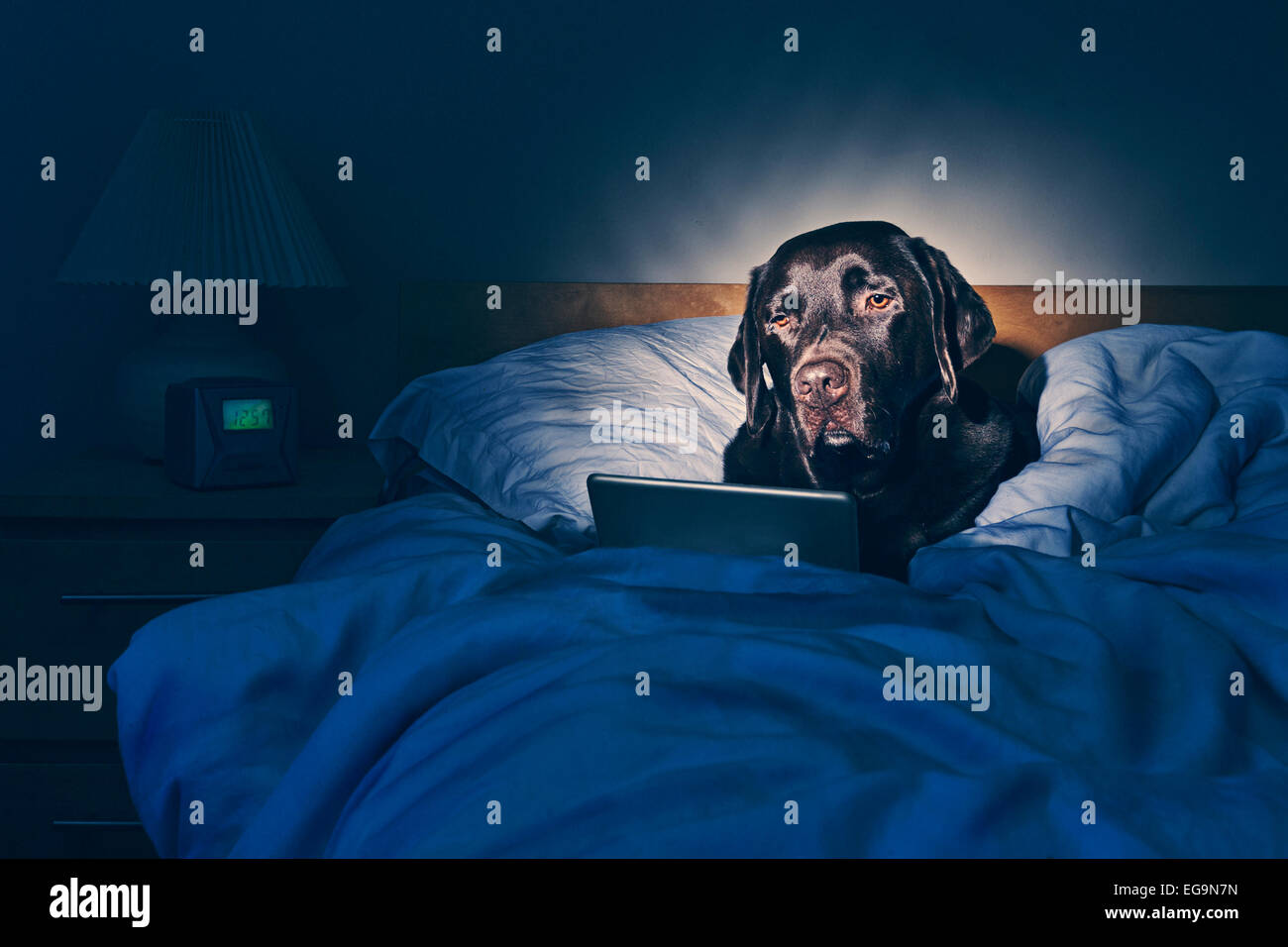 Labrador auf dem Tablet-PC im Bett Stockfoto