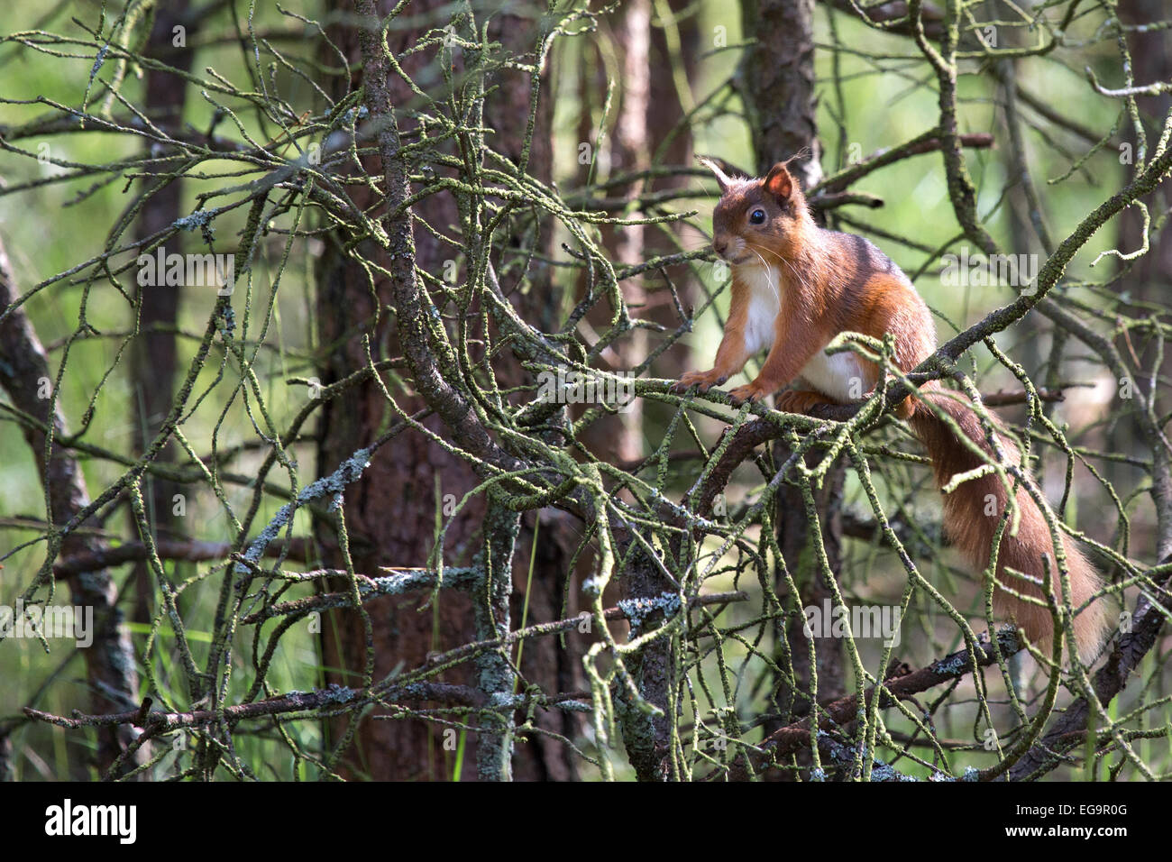 Eichhörnchen. Northumberland UK Stockfoto