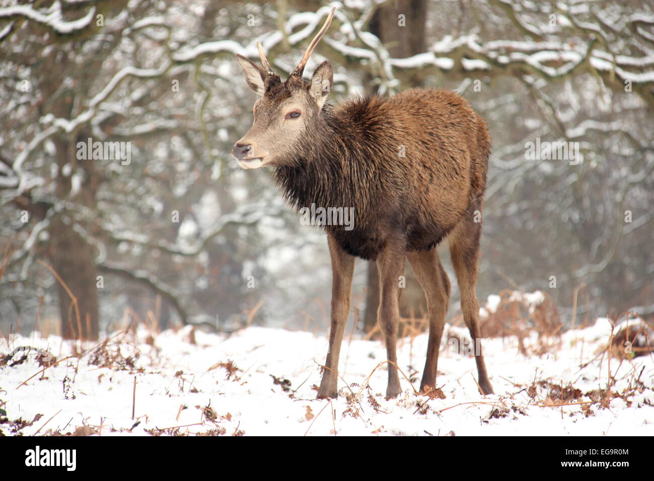 Rotwild-Hirsch im Schnee in Richmond Park, London Stockfoto