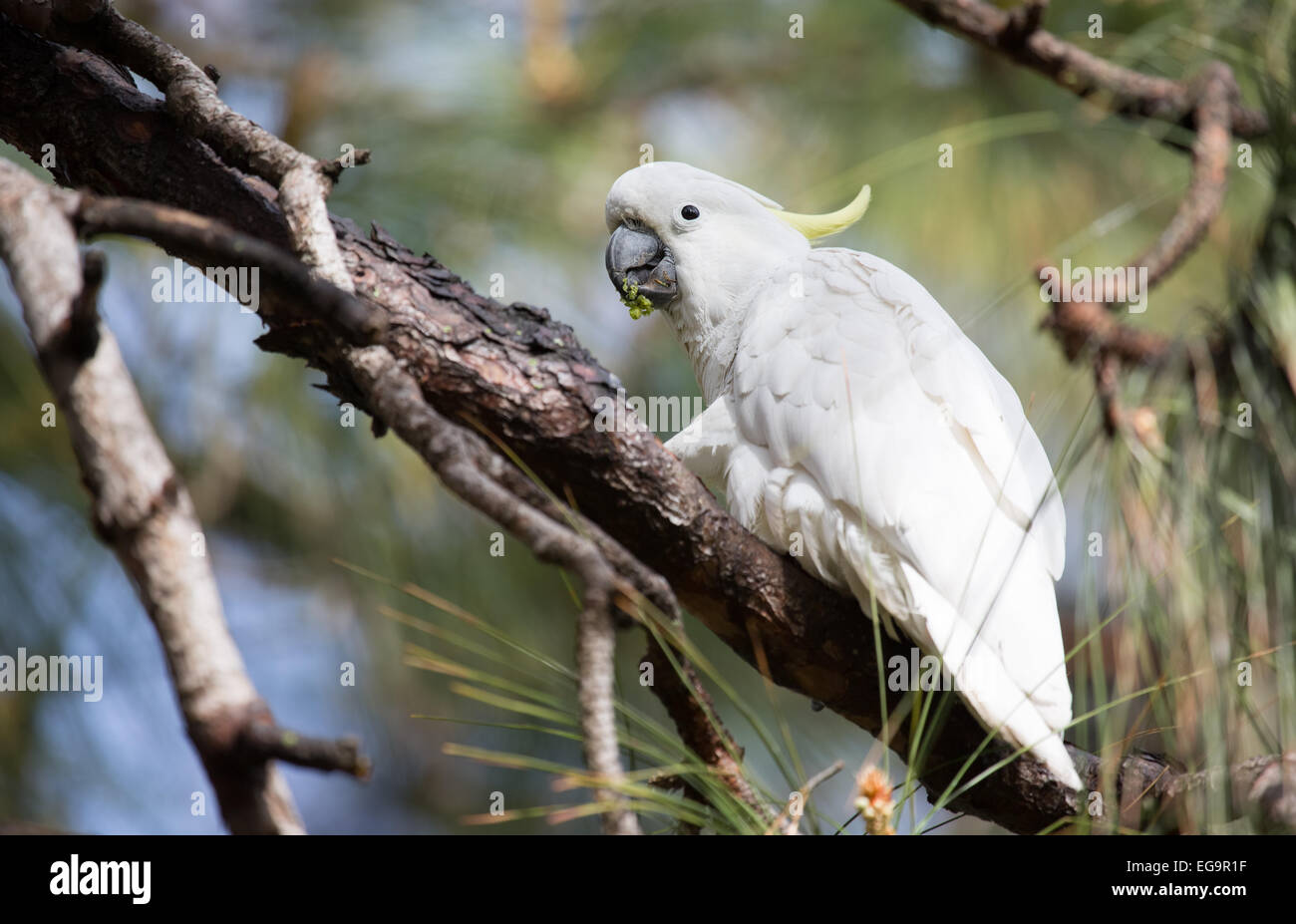 Wilde Schwefel crested Cockatoo, Sydney Botanical Gardens Stockfoto