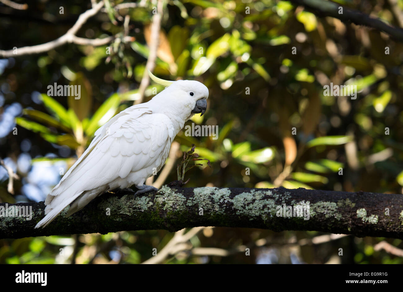 Schwefel-crested cockatoo Stockfoto