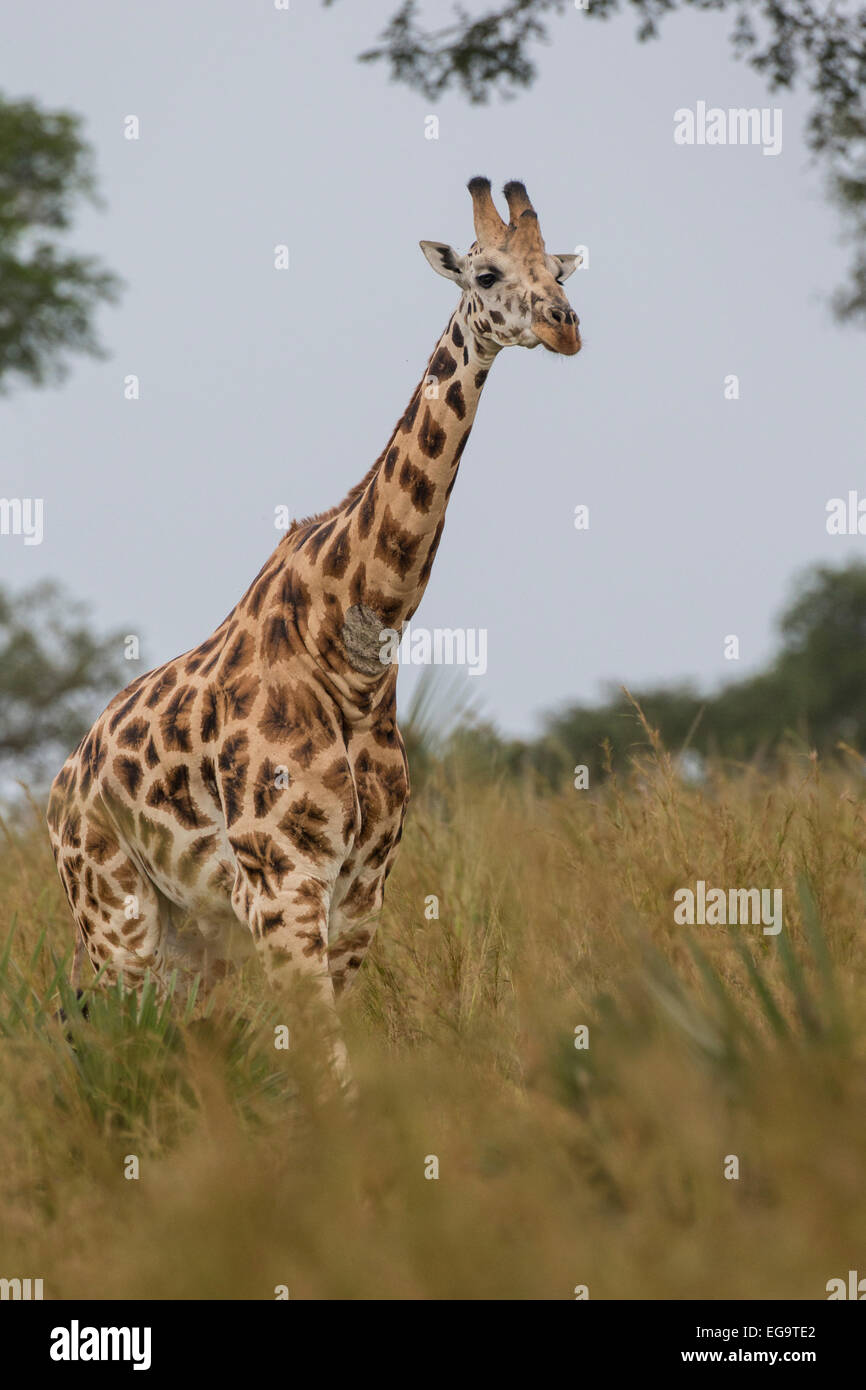Rothschild Giraffen (Giraffa Plancius Rothschild), Murchinson Falls National Park, Uganda Stockfoto