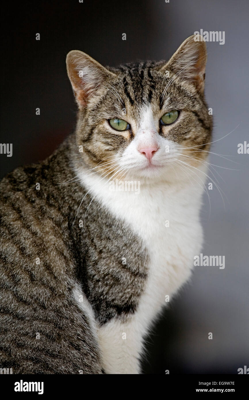 Gato Stockfotos Und Bilder Kaufen Alamy