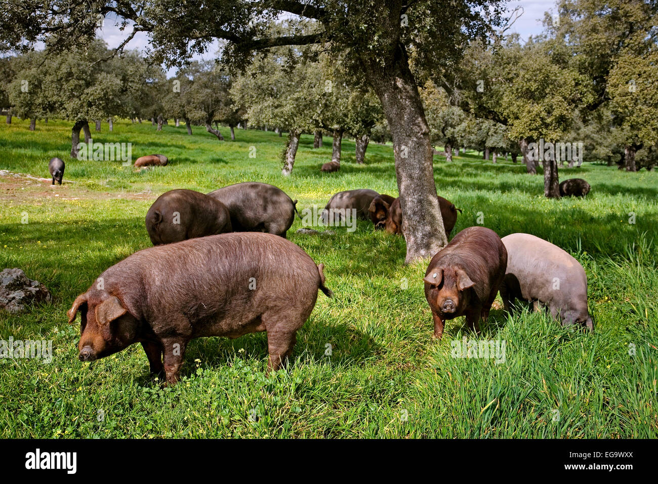 iberisches-schwein-cerdo-iberico-fotos-und-bildmaterial-in-hoher