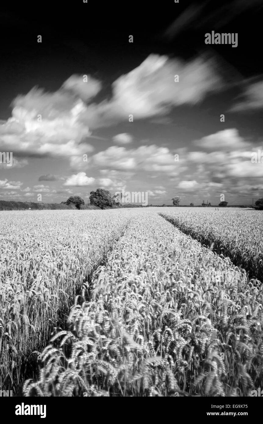 Langzeitbelichtung monochromes Bild von einem Weizenfeld in Lambley, Nottinghamshire, England UK Stockfoto