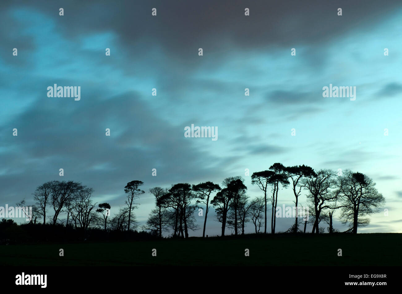 Eine Reihe von Bäumen, die Silhouette am Horizont, Leicestershire, England UK. Stockfoto