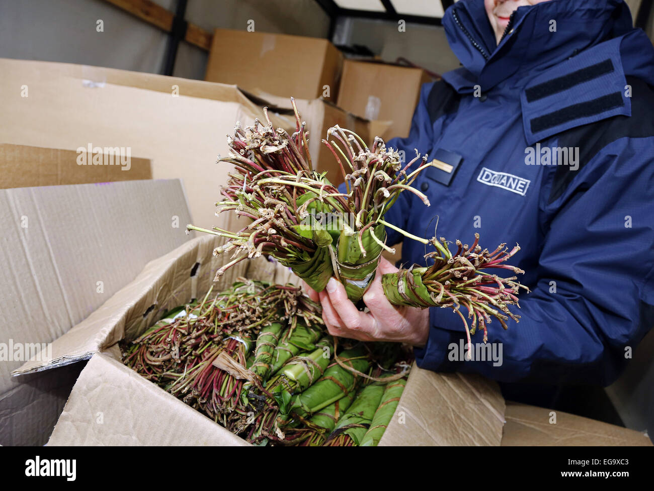 Frankreich, 2013: Zoll, Beschlagnahme von khat Stockfoto