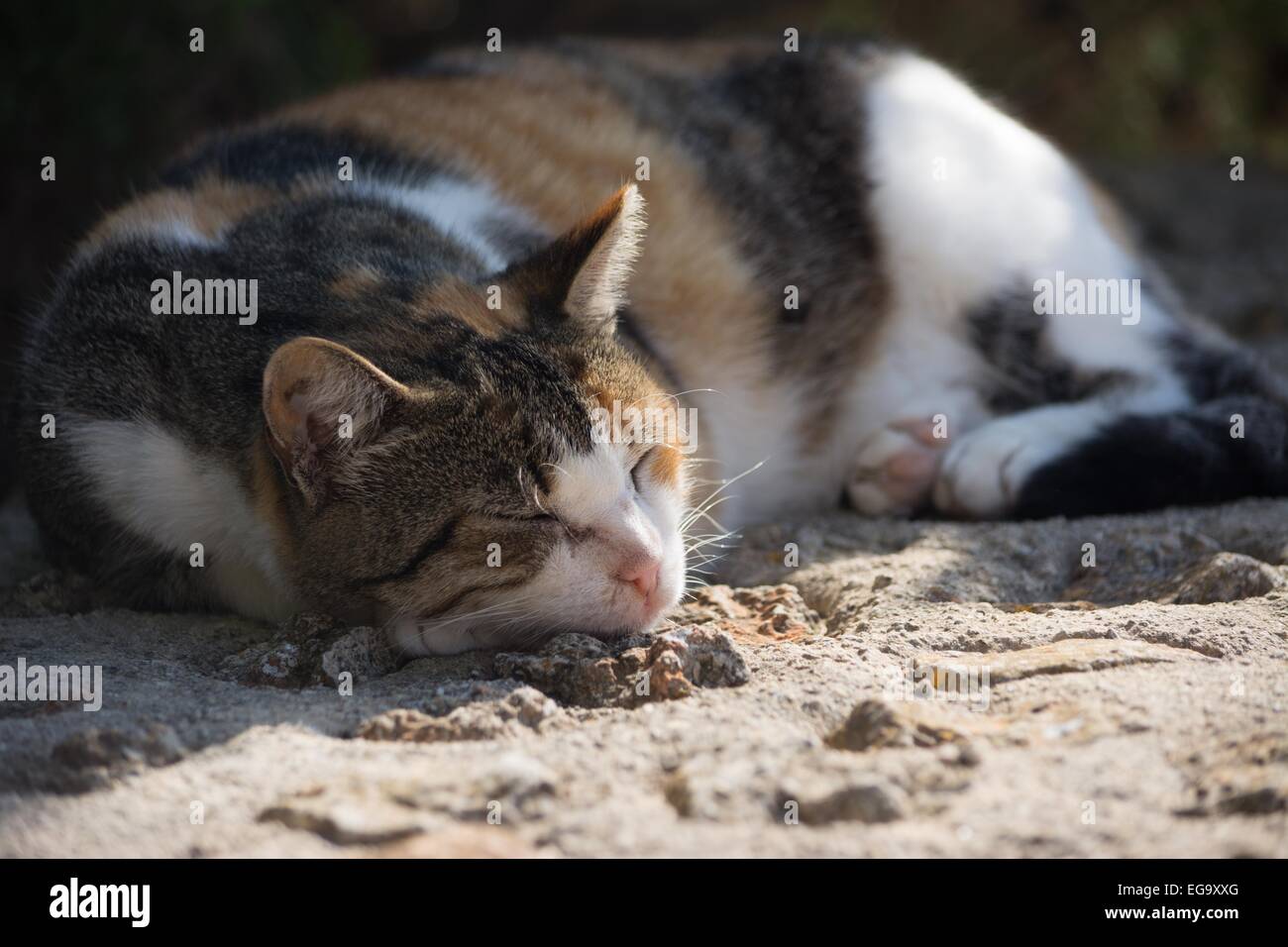 Katze in der Sonne Stockfoto