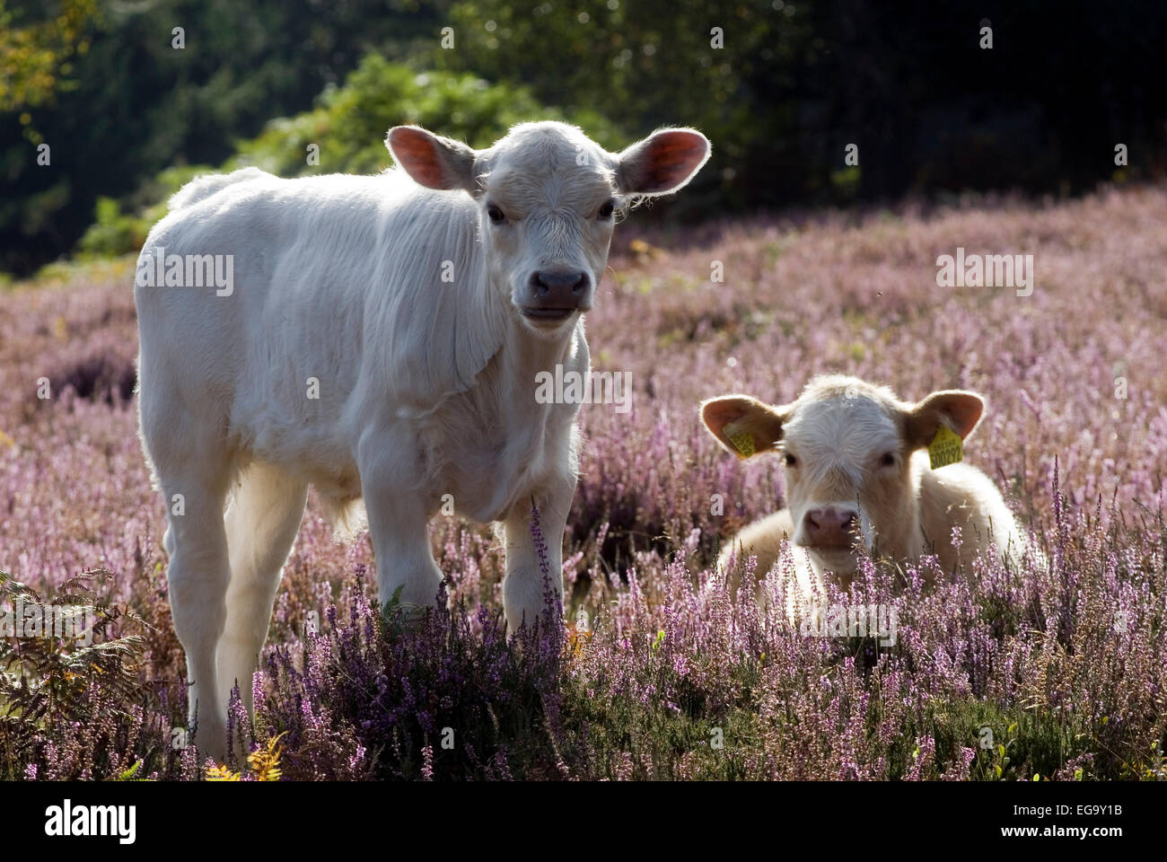 Kühe im New Forest, Dorset, Großbritannien, Europa Stockfoto