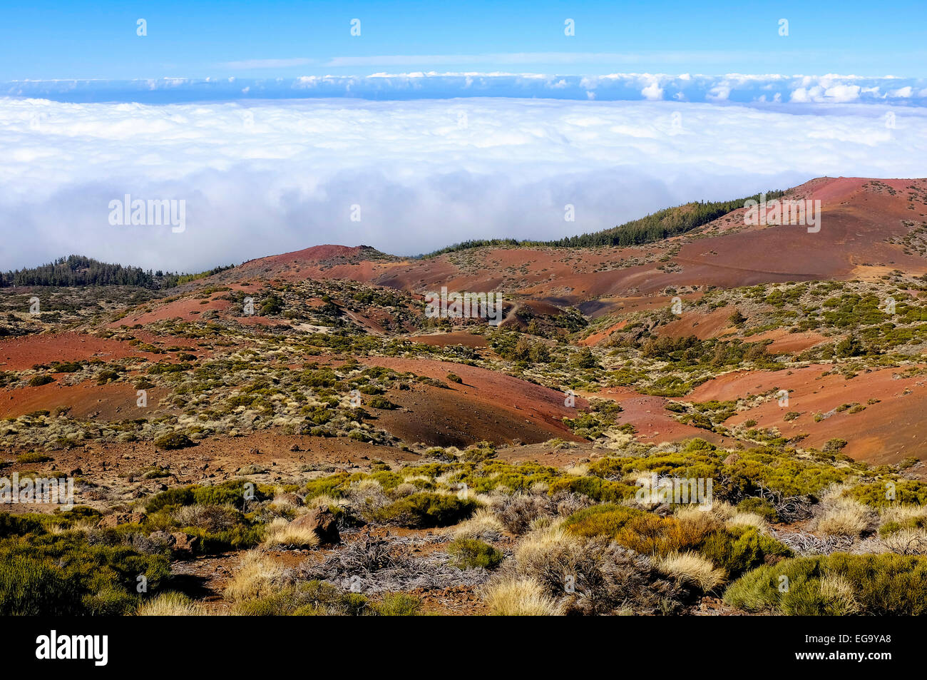 Nationalpark Teide, Teneriffa, Kanarische Inseln, Spanien Stockfoto