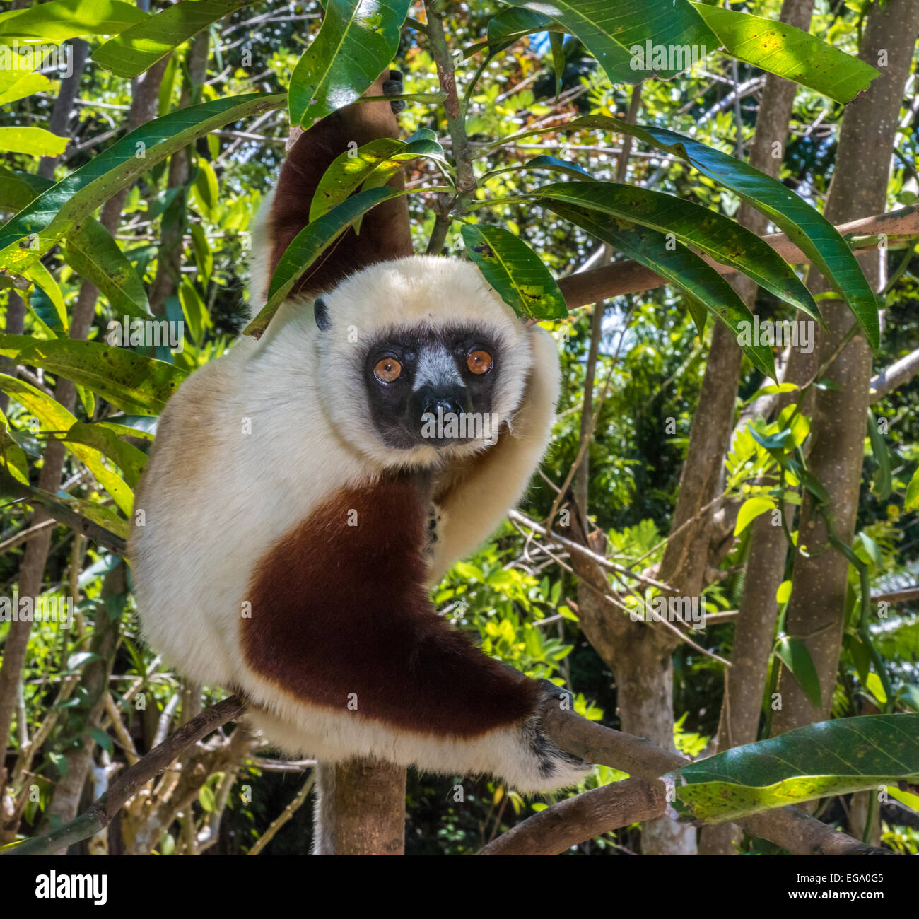 Sifaka, tanzende Lemuren von Madagaskar Stockfoto