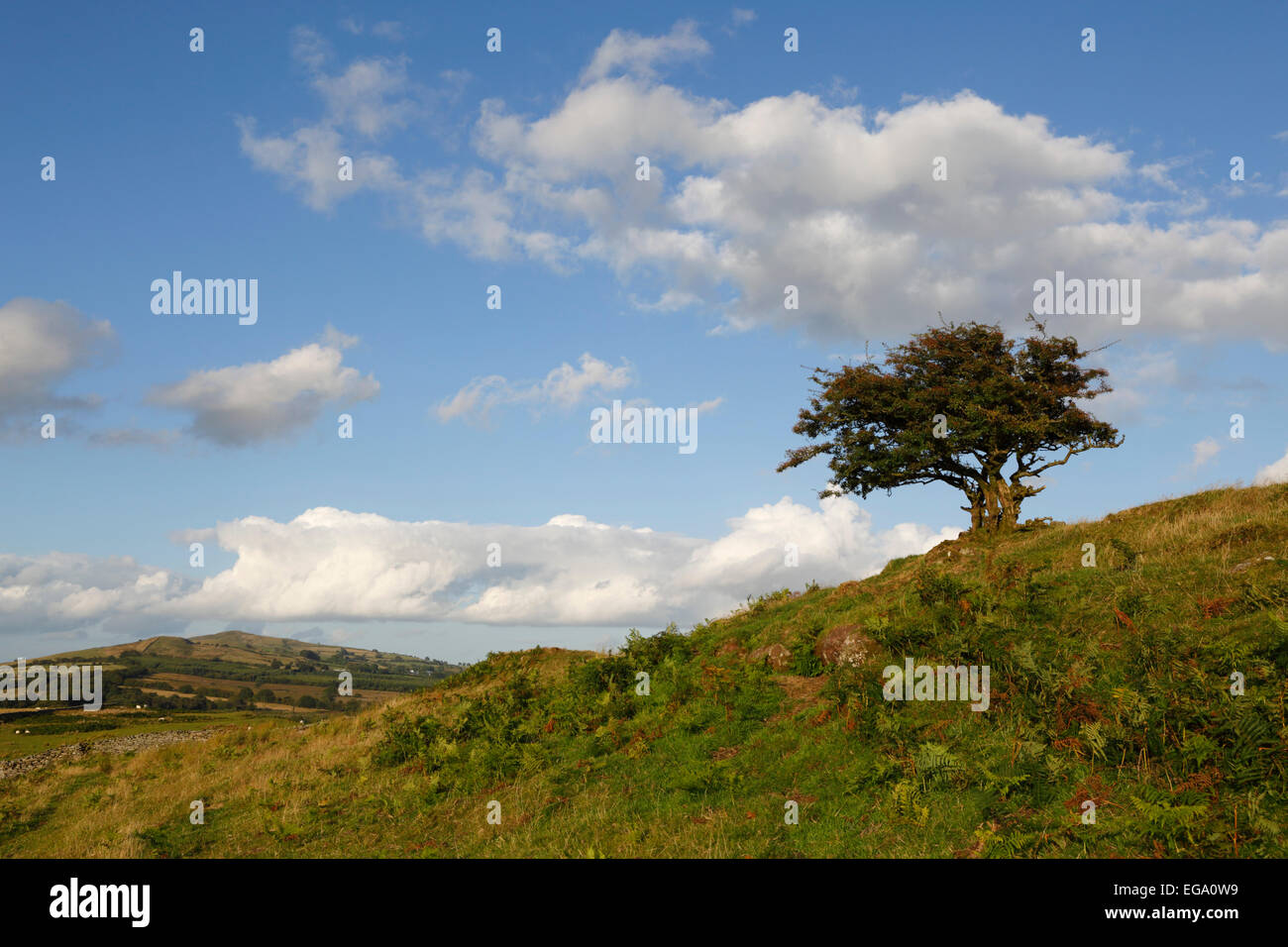 Stubby Baum und Wolken, in der Nähe von Llanddeusant, Brecon Beacons National Park, Carmarthenshire, Wales, Vereinigtes Königreich, Europa Stockfoto