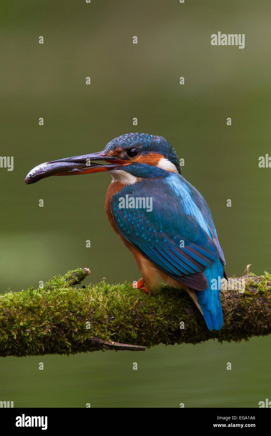 Eisvogel / eurasischen Eisvogel (Alcedo Atthis) weibliche thront auf Zweig mit Fisch im Schnabel Stockfoto