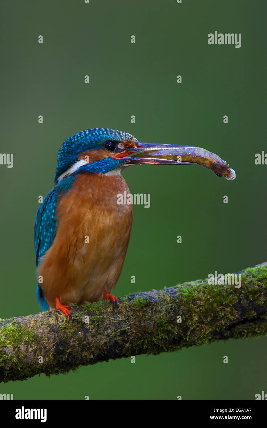Eisvogel / eurasischen Eisvogel (Alcedo Atthis) thront auf Zweig mit Fisch im Schnabel Stockfoto