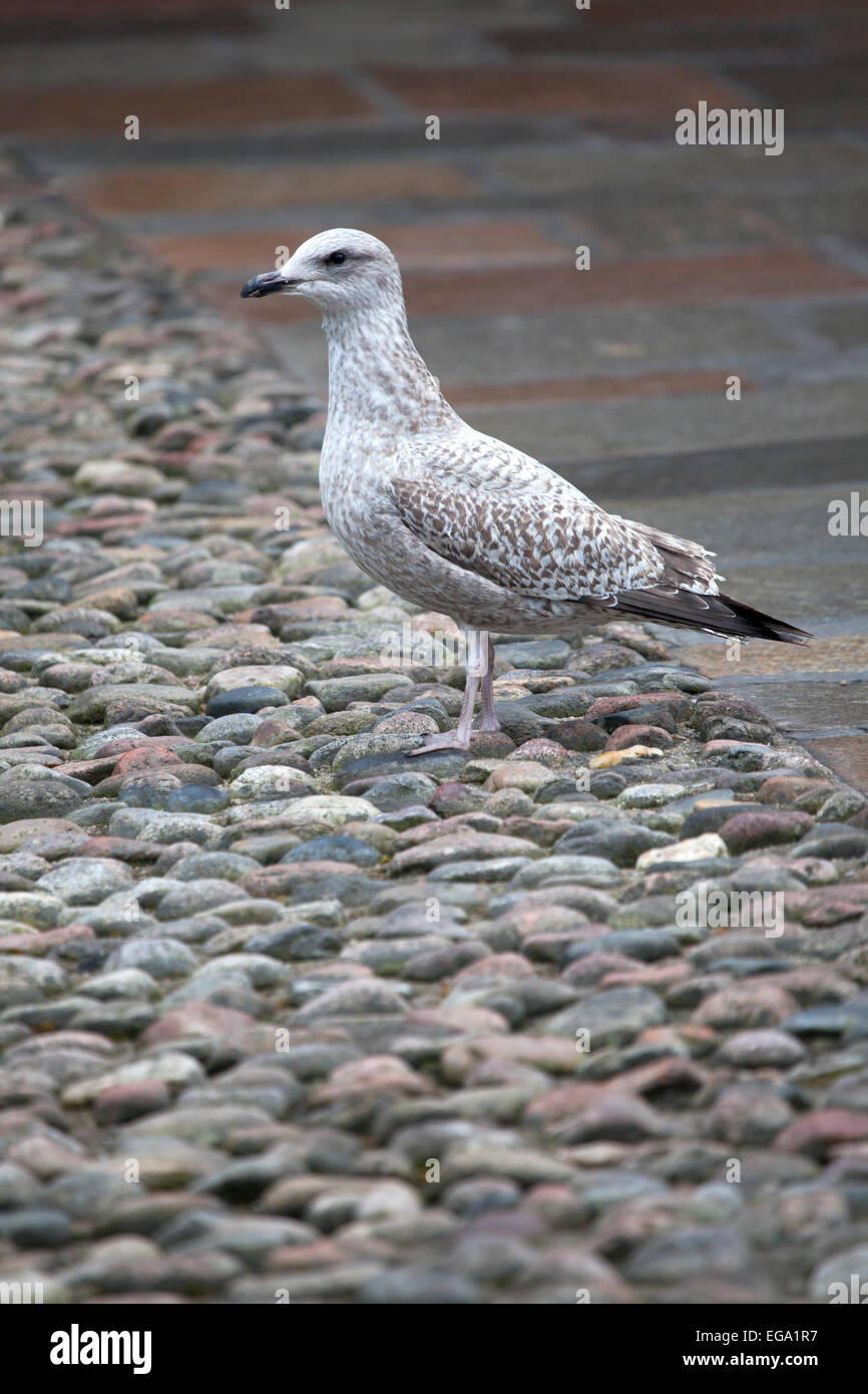 Vogel auf dem Gelände der alten Universität Aberdeen Stockfoto