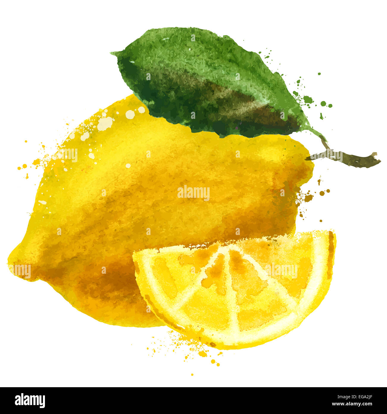 Aquarell. Zitrone auf einem weißen Hintergrund. Vektor-illustration Stockfoto