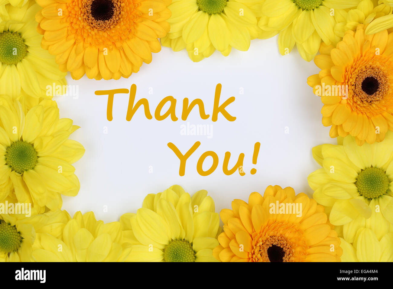 Die Worte danke mit Blumen Chrysanthemen Stockfoto