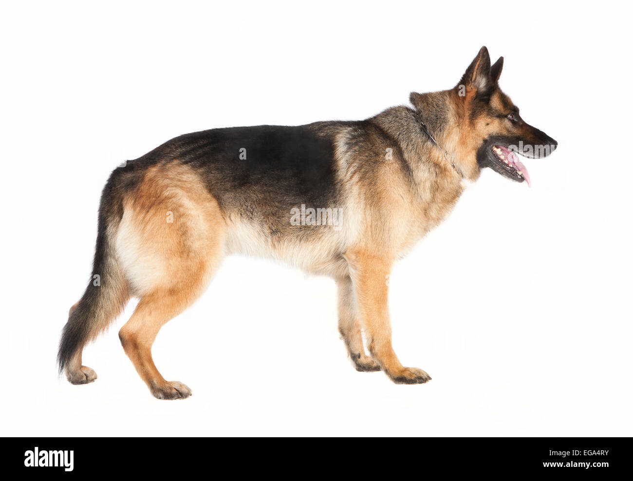 ein Deutscher Schäferhund stehend nebeneinander vor weißem Hintergrund Stockfoto