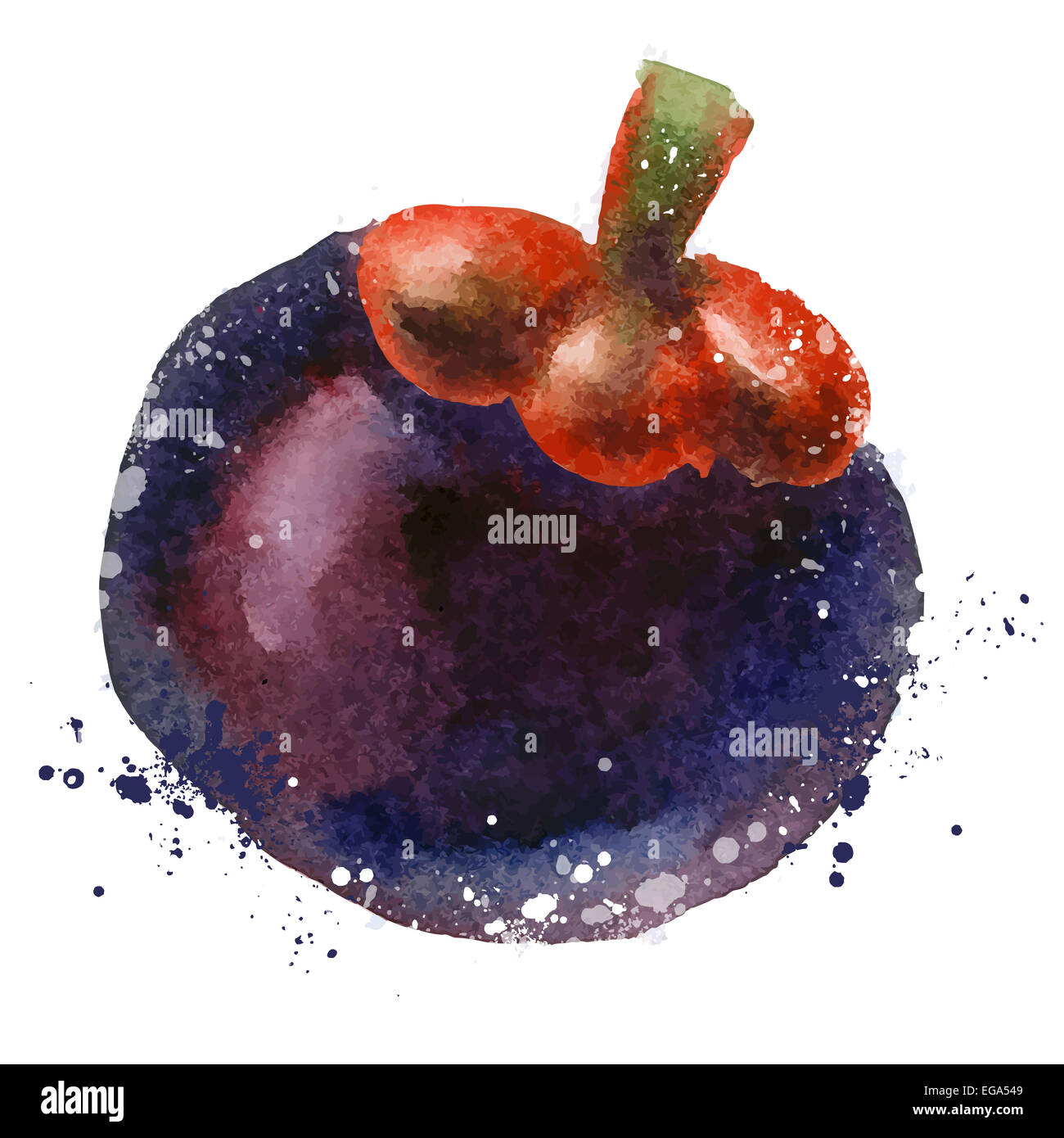 Aquarell. Mangostan-Frucht auf einem weißen Hintergrund. Vektor-illustration Stockfoto