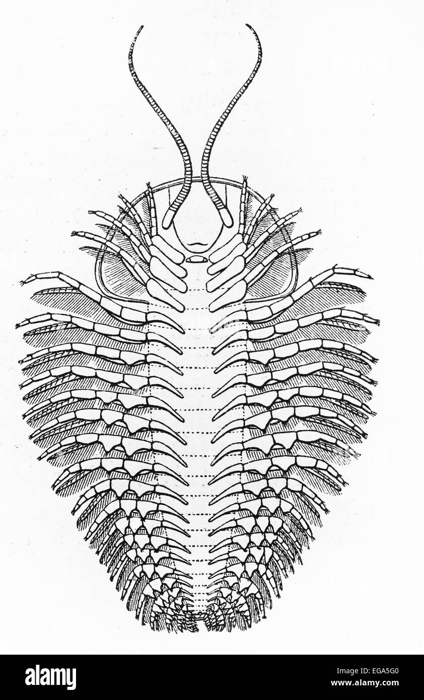 Jahrgang 19. Jahrhundert alte Zeichnung des Triarthrus Becki (Trilobiten) fossilen Darstellung Stockfoto