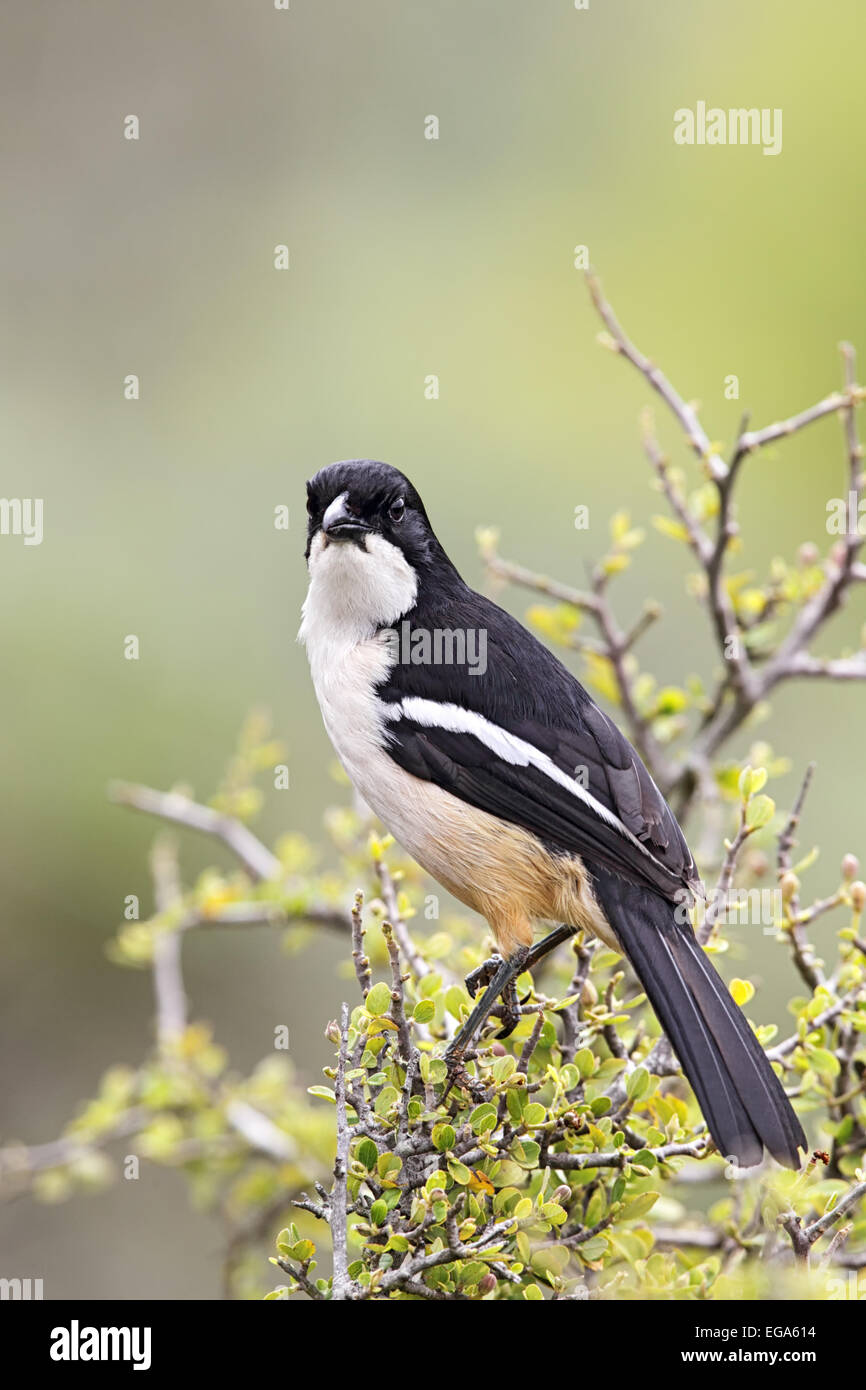 Steuerlichen Würger (Lanius Collaris) sitzt in einem Busch in Amakhala Game Reserve, Eastern Cape, Südafrika. Stockfoto